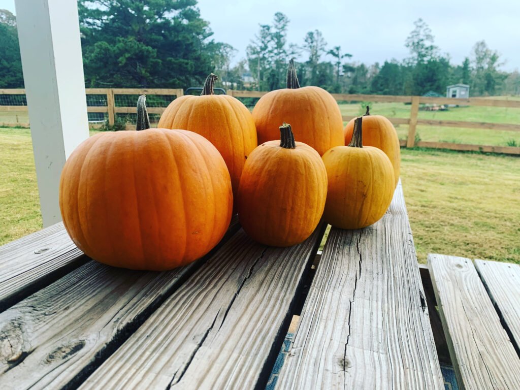 Six pumpkins sitting on a wooden picnic table