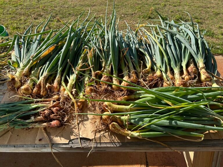 Onions from the fall garden