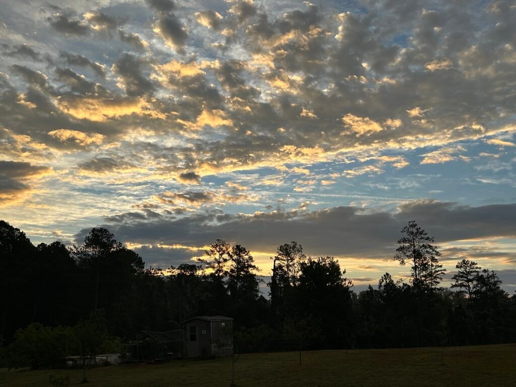 Sunrise with blue sky and white clouds above a dark sky line of trees