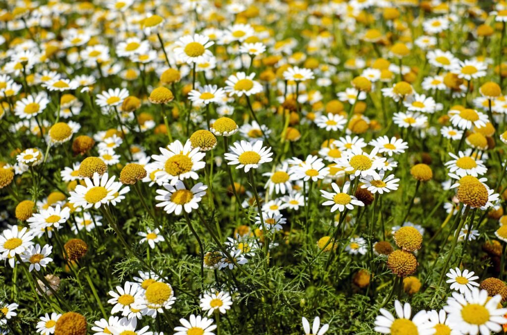 Flowering chamomile herb