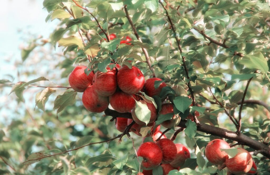 Red ripe apples on a tree branch
