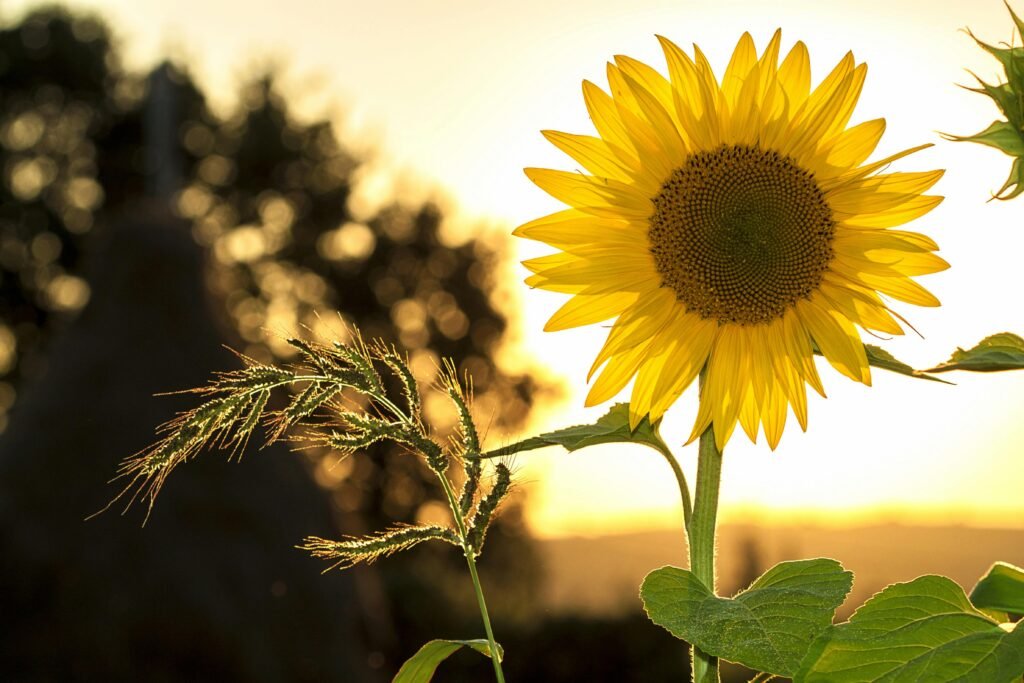 Sunflower against a sunset background