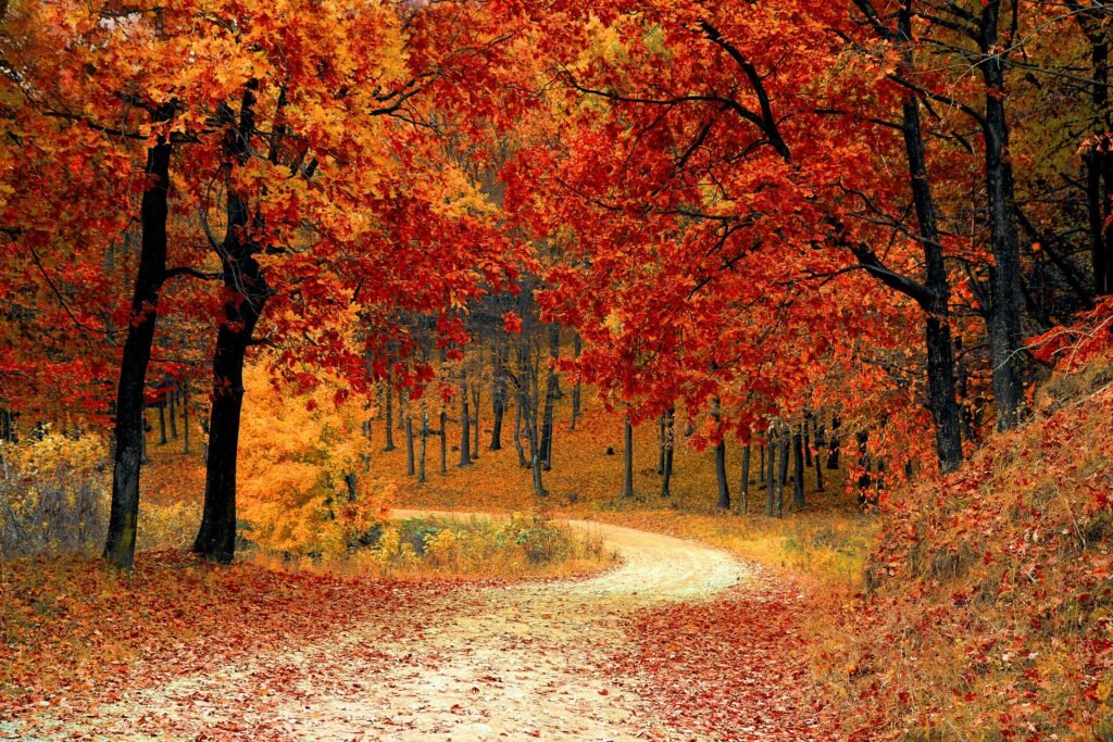 Autumn colored trees along a trail through the woods representing God's design