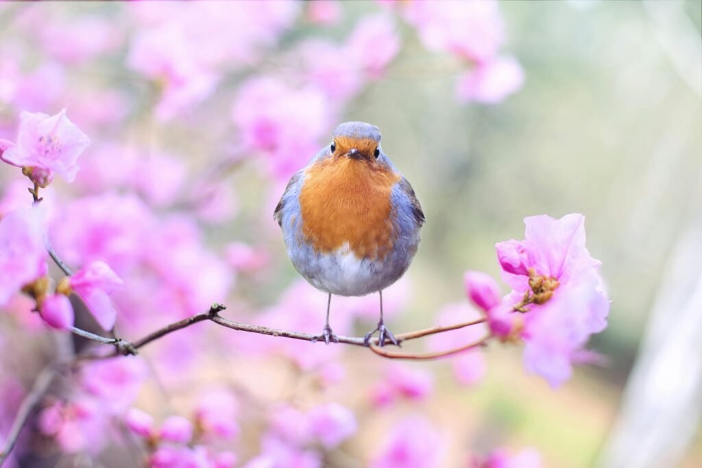 Blue bird on a branch with pink blossoms