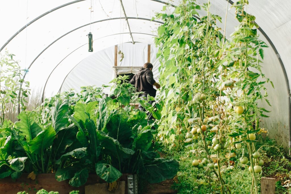 Man growing summer produce in greenhouses