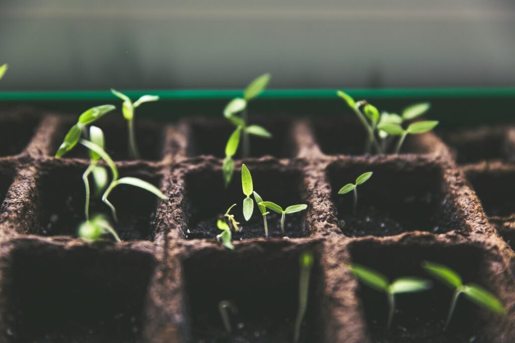 seedlings popping up out of the soil in brown planters