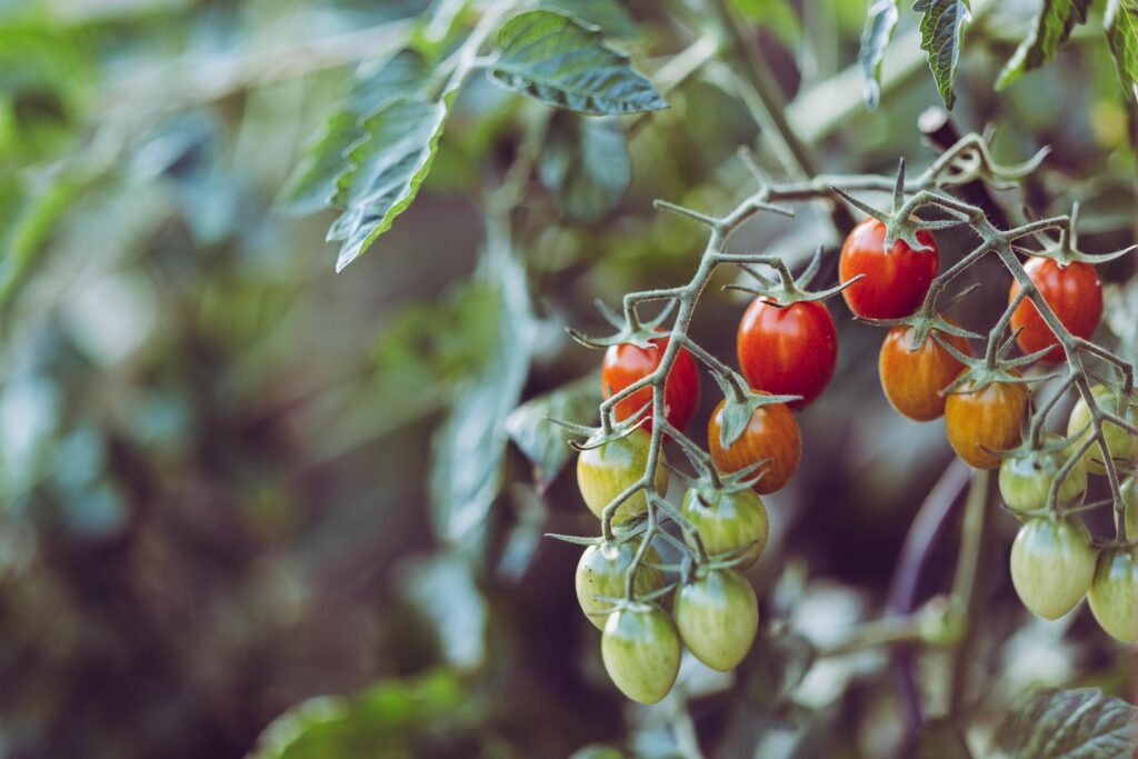 Cherry tomatoes on the vines in various stages of ripeness