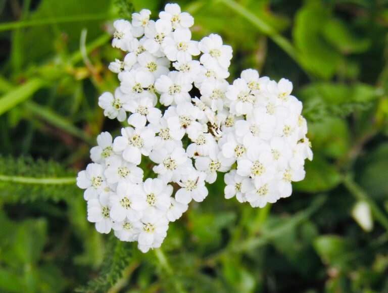 Closeup of common yarrow (Achillea millefolium)