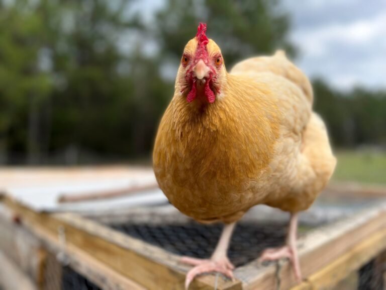 Golden brown Buff Orpington Chicken perched on a tractor with a forest in the background