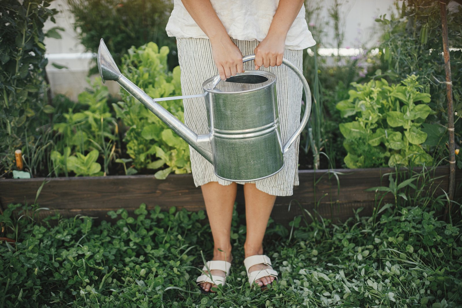 Woman with watering can working at raised garden bed. Homestead lifestyle.