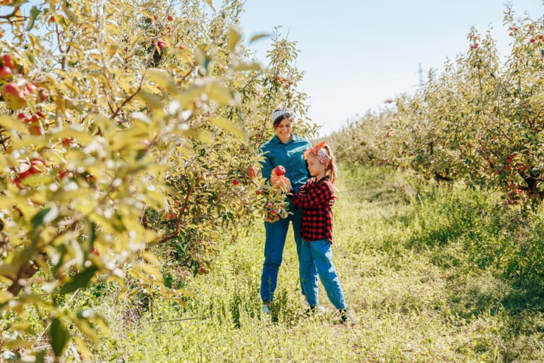 A young boy and his father picking apples together on a crisp autumn day