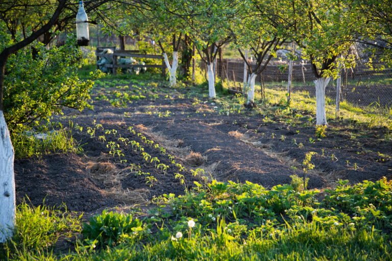 beautiful green vegetable garden in early spring