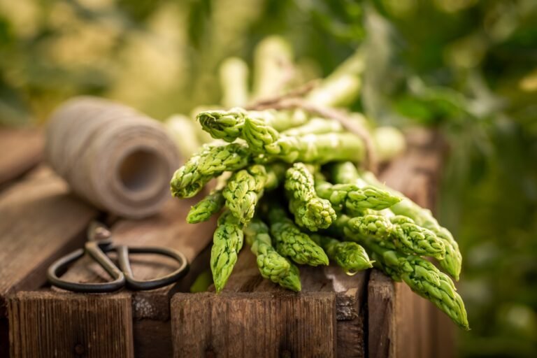 Ecological and healthy green asparagus freshly picked in garden ready to becomes grilled asparagus