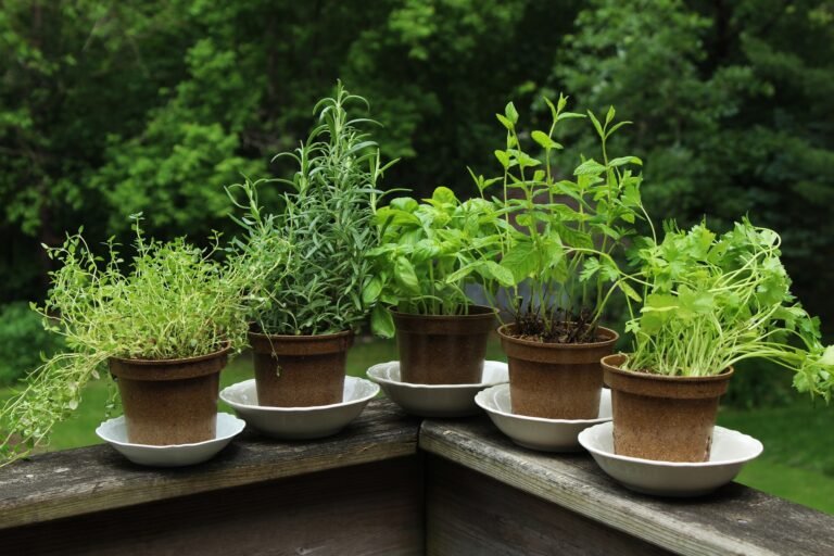 Herb garden