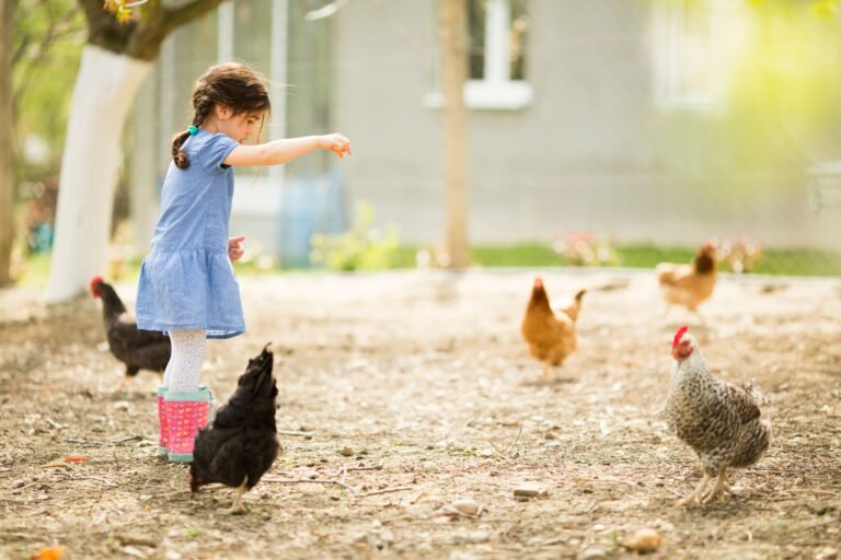 Little girl feeding chickens