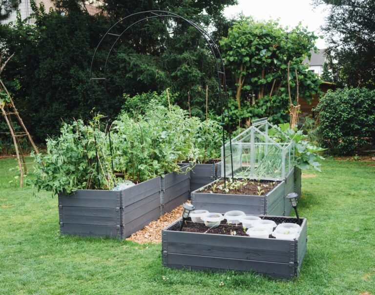 Raised beds in the garden